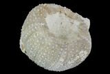 Fossil Sea Urchin (Psephecinus) - Morocco #104536-1